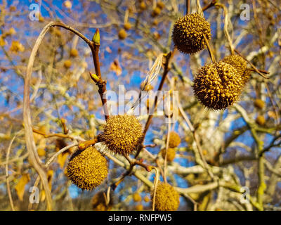 In der Nähe von Früchten der Platane im Frühjahr in goldenes Sonnenlicht abgedeckt werden, eine große Platane und den blauen Himmel im Hintergrund Stockfoto