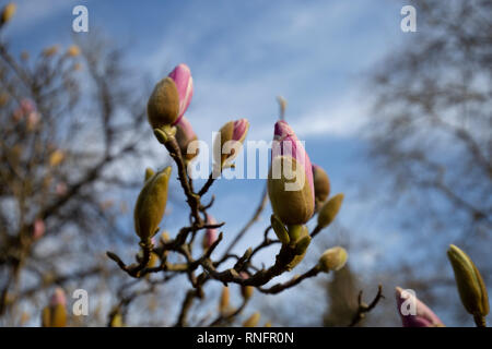 Rosa Magnolie Stockfoto