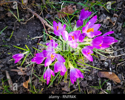 Nahaufnahme von lila Krokusse im Frühling auf dem Boden Stockfoto