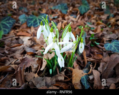 Nahaufnahme der Narzissen wachsen durch die Abdeckung der trockene Blätter im Frühling Stockfoto