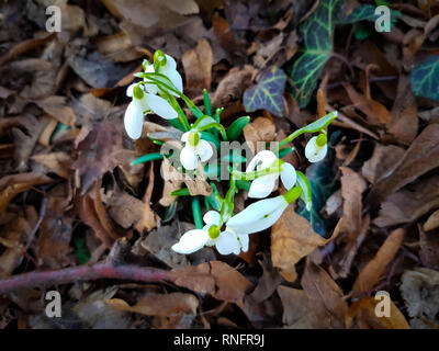 Nahaufnahme der Narzissen wachsen durch die Abdeckung der trockene Blätter im Frühling Stockfoto