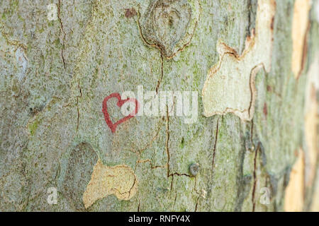 Malte rotes Herz auf einer Londoner Planetree - Platanus Hispanica Stockfoto