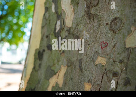 Malte rotes Herz auf einer Londoner Planetree - Platanus Hispanica Stockfoto