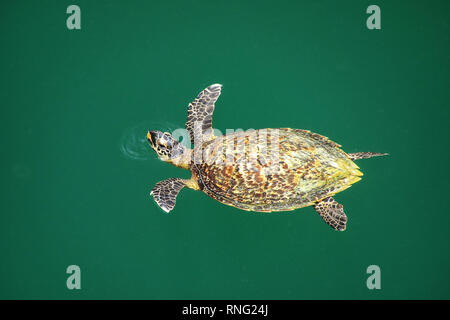 Grüne Meeresschildkröte (Chelonia mydas) Schwimmen in Schildkröten Bohrung auf Ouvea Insel, Loyalty Islands, New Caledonia. Dieses Loch ist mit U-Bahn zum s Stockfoto