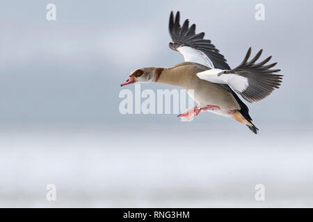 Nilgans/Nilgans (Alopochen aegyptiacus) im Winter, Fliegen, kurz vor der Landung, in der winterlichen Atmosphäre, Wildlife, Europa. Stockfoto