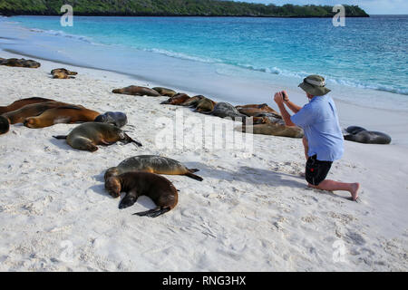 Touristische beobachten Galapagos Seelöwen in der Gardner Bay auf Espanola Island, Galapagos, Ecuador. Diese seelöwen ausschließlich Rasse in der Gal Stockfoto