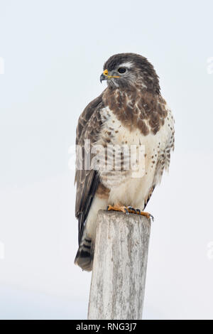 /Maeusebussard Mäusebussard (Buteo buteo) im Winter, auf einem Zaunpfosten, Wildlife, Europa thront. Stockfoto