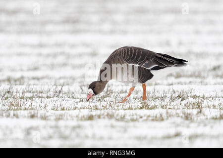 White-fronted goose/Blaessgans (Anser Albifrons) im Winter, auf der Suche nach Nahrung auf schneebedeckten Ackerland, Vogel, Tier, Europa. Stockfoto