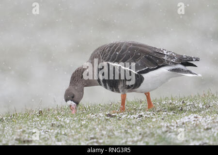 Mehr white-fronted goose/Blaessgans (Anser Albifrons), ein Vogel im Winter, Fütterung auf Gras auf einer Weide bei Schneefall, Wildlife, Europa. Stockfoto