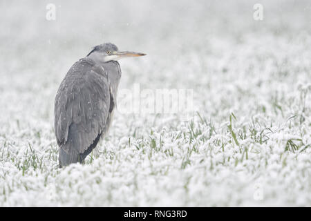 Graureiher/Graureiher (Ardea cinerea) im Winter, stehend / Schnee bedeckt ruhen Feld von Winterweizen, leichter Schneefall, Wildlife, Europa. Stockfoto