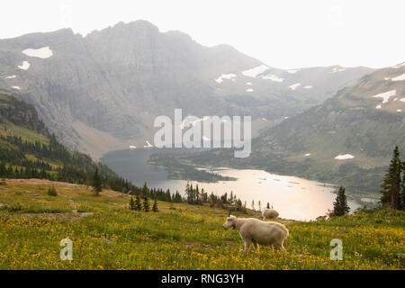 Eine collared Bergziege unter einem dramatischen Bergkulisse. Stockfoto