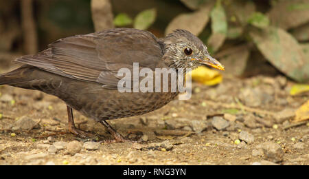 Eine europäische Blackbird Leiden, Krankheit an das Karori Wildlife Sanctuary. Stockfoto