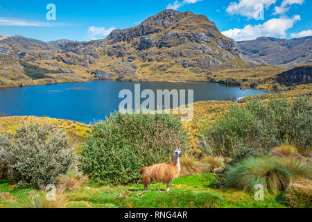 Ein Lama in der Natur mit einem herrlichen blauen Lagune im Cajas Nationalpark wandern Pol in der Nähe der Stadt von Cuenca, Ecuador. Stockfoto