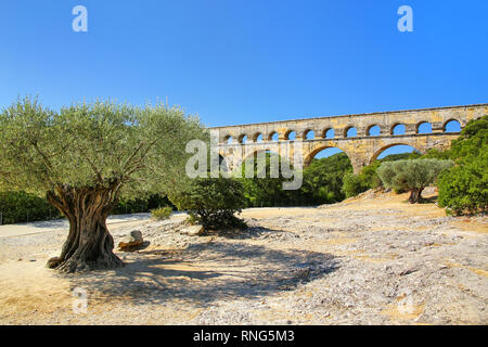 Alten Olivenbäumen wächst in der Nähe von Pont du Gard, Südfrankreich. Es ist die höchste aller erhöhten römischen Aquädukte. Stockfoto