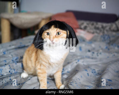 Mika die orange Tabby tragen eine schwarze Perücke Stockfoto