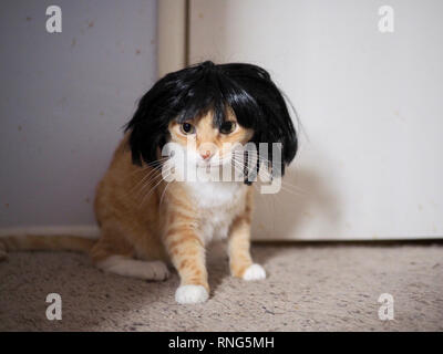 Mika die orange Tabby tragen eine schwarze Perücke Stockfoto