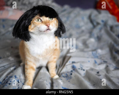 Mika die orange Tabby tragen eine schwarze Perücke Stockfoto