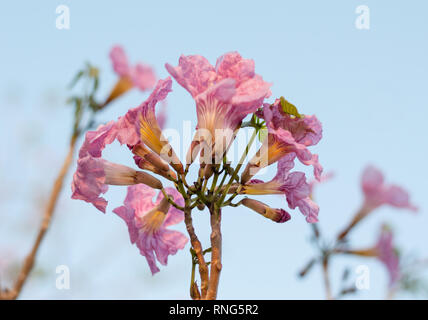 Tabebuia rosea, rosig Trompete baum Blüte Stockfoto