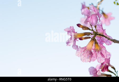 Tabebuia rosea, rosig Trompete baum Blüte mit Kopie Raum Stockfoto