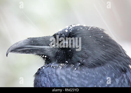 Porträt der Kolkrabe (Corvus Corax) bei Schneefall Stockfoto