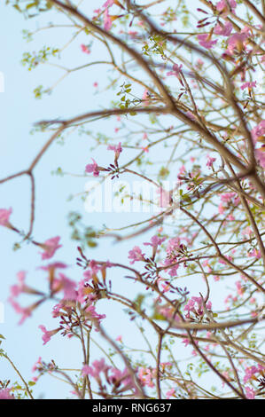 Tabebuia rosea, rosig Trompete Baum in voller Blüte Stockfoto