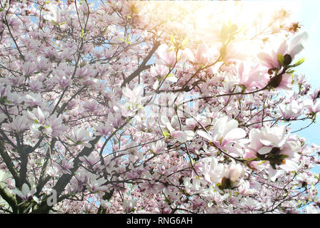 Magnolienbaum im Frühjahr blühen auf Pariser Straße mit majesti Sonnenlicht Flare, Feder in Frankreich Stockfoto