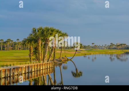 Palmen am See Vedra. Ponte Vedra Beach, Florida Stockfoto