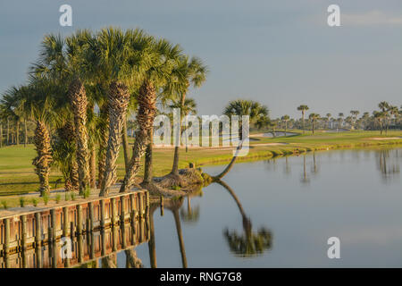 Palmen am See Vedra. Ponte Vedra Beach, Florida Stockfoto