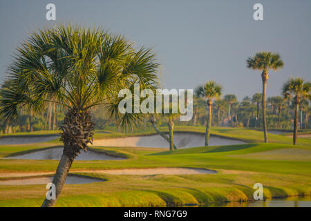 Palmen am See Vedra. Ponte Vedra Beach, Florida Stockfoto