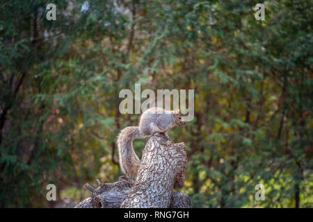 Östlichen Grauhörnchen Sciurus carolinensis, oder stehen in einem Waldgebiet von Montreal, Quebec, Kanada. Auch als graue Eichhörnchen genannt, es ist eines der m Stockfoto