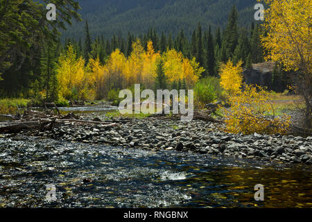 WY 03791-00 ... WYOMING - Herbst Farbe entlang den Ufern der Clark Fork des Yellowstone River in der Shoshone National Forest. Stockfoto