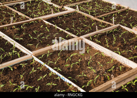 Sämlinge, die in Holzschalen in einem kommerziellen Gewächshaus wachsen. Stockfoto