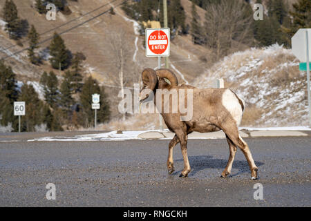 Ram männlichen Bighornschafe trabt und Spaziergänge entlang einer Straße in Radium Hot Springs, British Columbia, Kanada Stockfoto