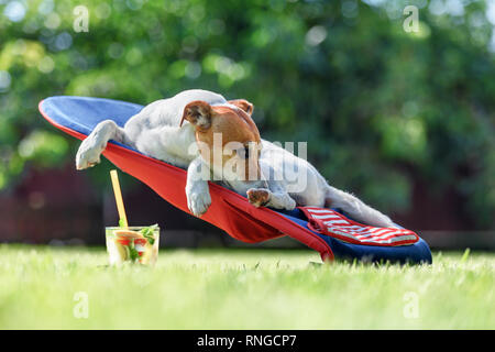 Jack Russel Terrier Hund liegt auf einem Liegestuhl mit Cocktail. Entspannen Sie sich und Ferienhäuser Konzept Stockfoto