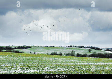 Verschneite Straße auf junge weizenfeld auf Frühling Stockfoto