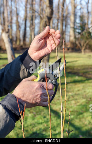 Gartenarbeit im Frühling. Garten Gartenschere im Menschen Hände Stockfoto