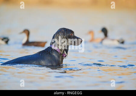 Ein schwarzer Labrador Retriever, nass ist in einem See an etwas mit Enten floating durch im Hintergrund stand Stockfoto