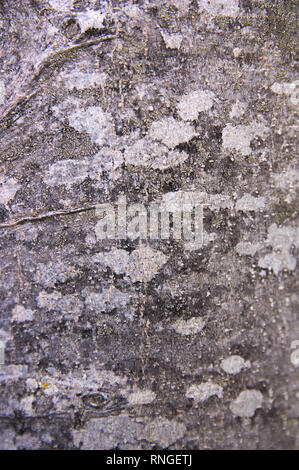 Nahaufnahme einer grau-farbigen Baumstamm mit weißen Flecken gemischt Stockfoto