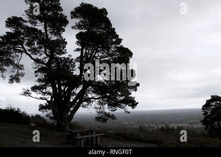 Entsättigung der Silhouette eines riesigen Kiefern- und Picknickbank oben auf einem Hügel mit einem Blick in die Ferne über eine große flache Ebene oder Feld Stockfoto