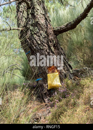 Sammeln von SAP-Harz vom Baum Bäume mit blauen Markierungen und Rinde tropfenden absondernden Nässen fiel in einen Kunststoff collection Tasche in Portugal Stockfoto