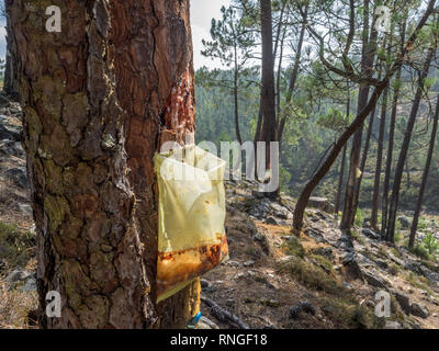 Sammeln von SAP-Harz vom Baum Bäume Rinde tropfenden absondernden Nässen fiel in einen Kunststoff collection Tasche in Portugal Stockfoto