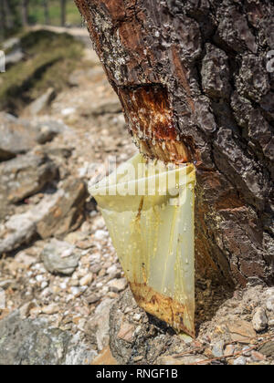 Sammeln von SAP-Harz vom Baum Bäume Rinde tropfenden absondernden Nässen fiel in einen Kunststoff collection Tasche in Portugal Stockfoto