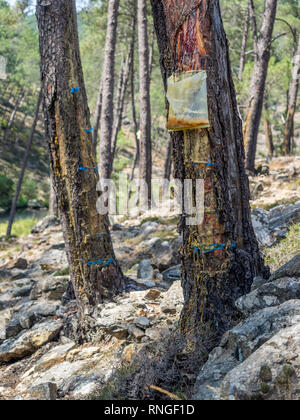 Sammeln von SAP-Harz vom Baum Bäume mit blauen Markierungen und Rinde tropfenden absondernden Nässen fiel in einen Kunststoff collection Tasche in Portugal Stockfoto