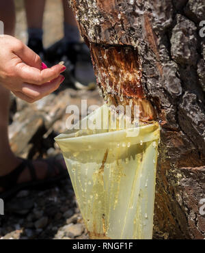 Nahaufnahme des Sammelns von SAP-Harz vom Baum Bäume Rinde tropfenden absondernden Nässen fiel in einen Kunststoff collection Tasche mit Harz Tropfen auf den Finger Stockfoto