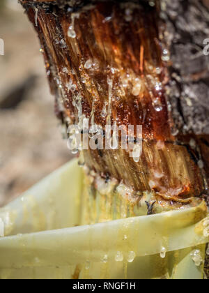 Nahaufnahme des Sammelns von SAP-Harz vom Baum Bäume Rinde tropfenden absondernden Nässen fiel in einen Kunststoff collection Tasche in Portugal Stockfoto