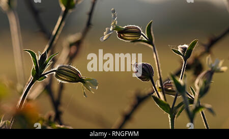 Hintergrundbeleuchtung schöne Blumen aus einer behaarte Pflanze. Ende des Tages Licht. Stockfoto