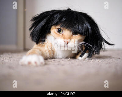 Mika die orange Tabby tragen eine schwarze Perücke Stockfoto