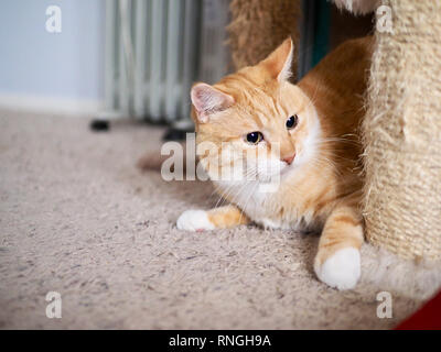 Mika die orange Tabby spielen Verstecken und Suchen Stockfoto