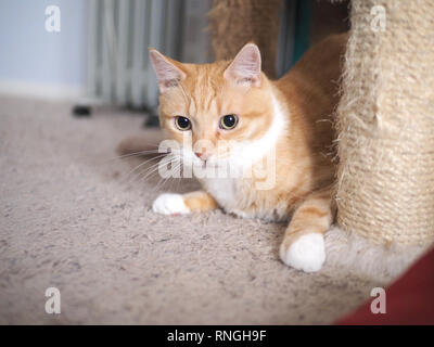 Mika die orange Tabby spielen Verstecken und Suchen Stockfoto