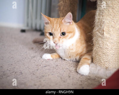 Mika die orange Tabby spielen Verstecken und Suchen Stockfoto